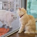 DIYでできる！猫の『侵入防止柵』を自作する3つの方法