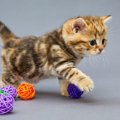 猫が好むボールのおもちゃの選び方とおすすめ商品