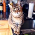 猫が『キッチン』を好む理由3選！対策方法も合わせて解説