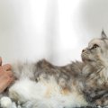 猫のバリカンおすすめ商品７選！選び方や使い方