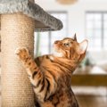 猫が喜ぶ家具11選！選び方や爪とぎ対策も紹介