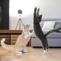猫に必要な『運動量』の目安とは？室内運動の方法3選を紹介！