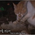 排水口のホームレス猫は、友の亡骸に寄り添っていた...