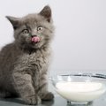 猫も乳酸菌を摂取すると効果がある？与え方や注意点について