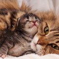 猫の妊娠する時期や期間、症状や見分け方