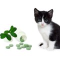猫のコクシジウム症について その症状と原因、治療・予防法
