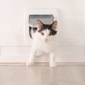賃貸で猫用ドアを設置する方法