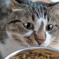 猫の『老化を早めてしまう食生活』4つ…危険なポイントと改善方法とは
