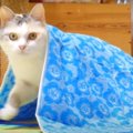 綺麗なブルーがよく似合う♡ネモフィラタオルに包まる猫ちゃん