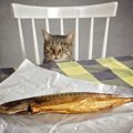 猫にさんまは食べさせても大丈夫！与える際の注意点とその効果