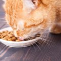 猫が吐くほど食べ過ぎるのは病気かも？原因や対処法を解説