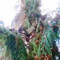 今年一番の困難なレスキュー！大きな杉の木の先端にいる猫を救出！