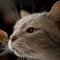 猫が『人間用の鰹節』を食べ続けると起こる危険な症状3選！与える時の…