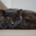 ボス猫の7つの特徴や普段の生活