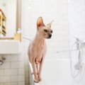 猫が『お風呂場』に来る時の気持ち5つ　水が苦手なのにどうして？