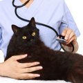あなたの猫はむくんでない？むくみの原因である病気を察知しよう！
