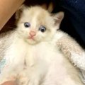 空き地で保護された猫の親子……青い目の“アルト”との出会い