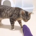 猫ちゃんが飼い主さんの足をクンクン…「くっさー！」その理由とは？