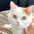 飼い主の入院で預けられた猫…再会を果たした猫の反応に涙