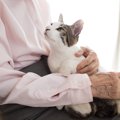 猫の短命に繋がる『不治の病』3つと予防法