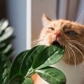 死亡する事も…猫が食べてはいけない植物に注意しよう！