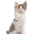 招き猫で有名な5つのスポットで運気アップ！由来や上げている手の意味…
