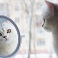 『甘え下手な猫』の3つの特徴　甘えてもらうための方法を解説！