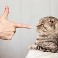 猫に絶対やってはいけない2つの叱り方と対処法