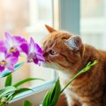 猫が初対面の人の匂いを嗅ぐのはなぜ？４つの理由