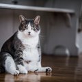 猫に『たるんだお腹』がある4つの理由！肥満状態と何が違うの？