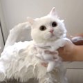 もこもこ泡風呂を堪能♪真っ白な猫ポムさんのお風呂タイム