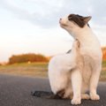 猫の背中に『フケ』がでる3つの原因と対処法　予防はできるの？