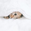 猫の『体温が低い』時に表れる3つの症状と対処法
