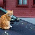 猫が車に傷をつける原因や予防する方法、対策グッズ