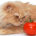猫に『トマト』のメリット・デメリット3つ！与える場合の注意点とは