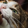 猫の『激怒症候群』の特徴4つ！考えられる原因と対処法を解説