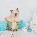 猫をお風呂に入れるコツ！入れ方の手順や解説動画を紹介