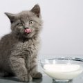 猫は出汁などの「旨味」を感じる事ができる？