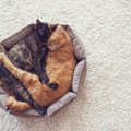 猫が『猫用ベッド』を使わない理由4選　寝てもらうためにはどうしたら…
