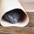 猫がトンネルを好む理由とおすすめのタイプ