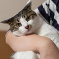 猫にストレスを与える『抱っこ』3つ！嫌がられないためのコツとは？