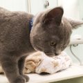 猫がシャンプーを嫌がる3つの理由と対処法