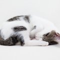 猫が『丸まって眠る』のはなぜ？4つのワケ