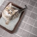 紙系猫砂のおすすめ人気ランキング10選、選び方の紹介など