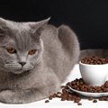 猫に『コーヒー』は超危険？！舐めてしまったときの症状3つと対処法