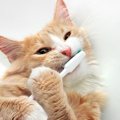 愛猫の健康を損ねる「間違った歯磨き法」3選　ストレスの少ない歯のケ…