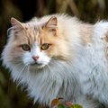 猫の毛が『ボサボサ』になってしまう原因3つと対処法