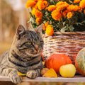猫に危険すぎる『秋の花』3つ！理由や誤飲・誤食時の対処法も