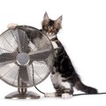 猫にとって『扇風機』を危険にさせない必ず注意したいポイント5つ