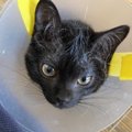 保健所で収容しきれない猫たち……預かった子猫をケアした日々とは？